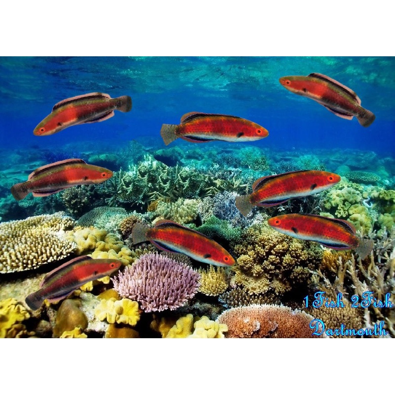 Katharines Fairy Wrasse "Cirrhilabrus Katharine"