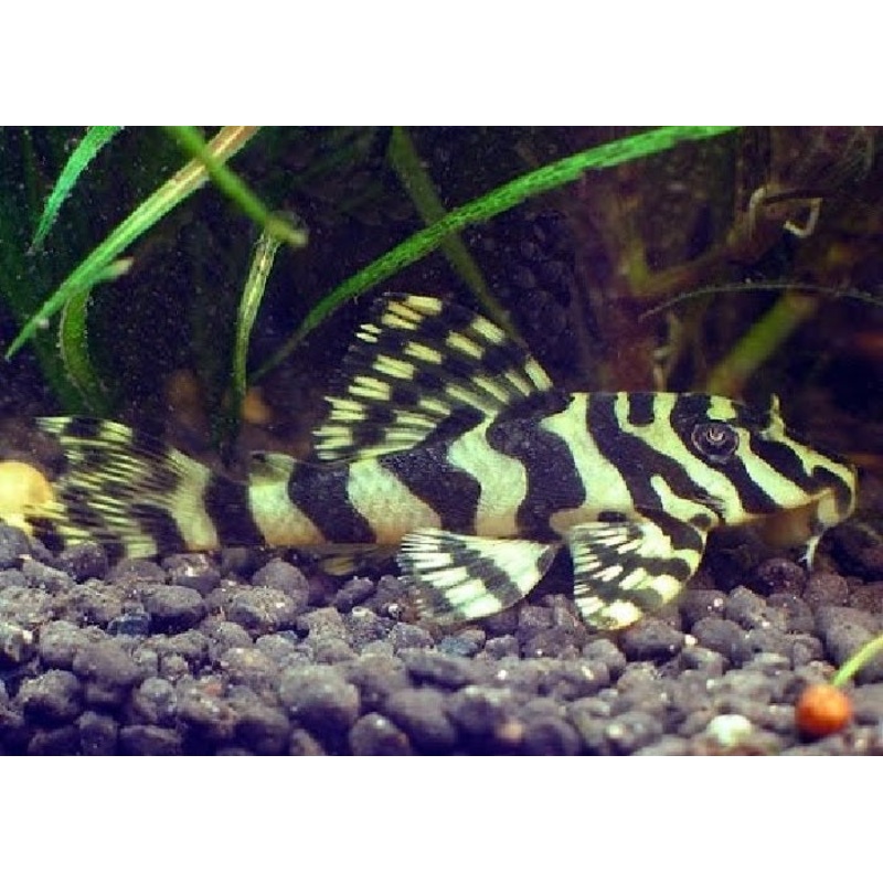 L134 - Leopard Frog Pleco "Peckoltia compta"