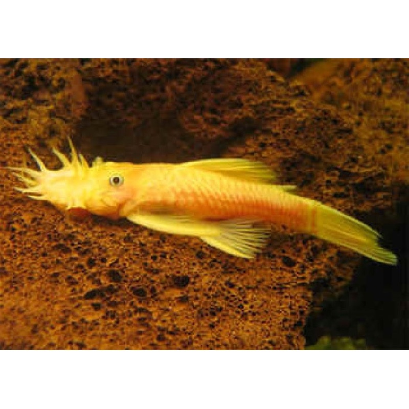 L144 - Blue Eyed Yellow Bristlenose Pleco