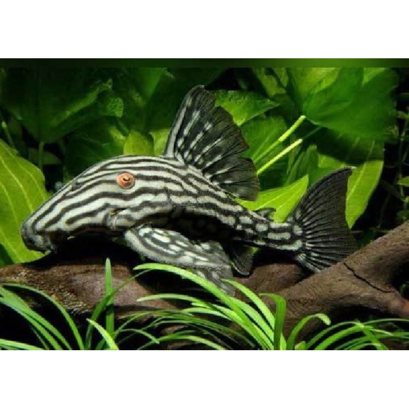 L190 - Royal Pleco 'Panaque nigrolineatus"