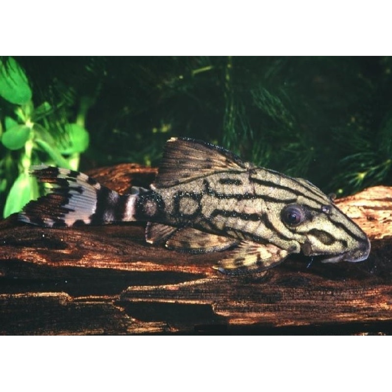 L191 - Broken Line Royal Pleco "Panaque sp."