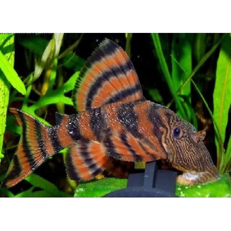 L397 - Alenquer Pleco "Panaqolus sp. "Alenquer"