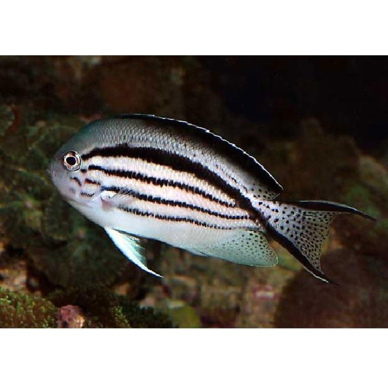 Lamarck Angelfish "Genicanthus lamarck"