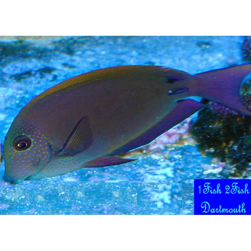 Lavender Tang "Acanthurus Nigrofuscus"
