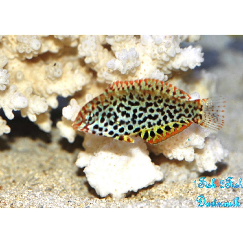Leopard Wrasse "Macropharyngodon meleagris"