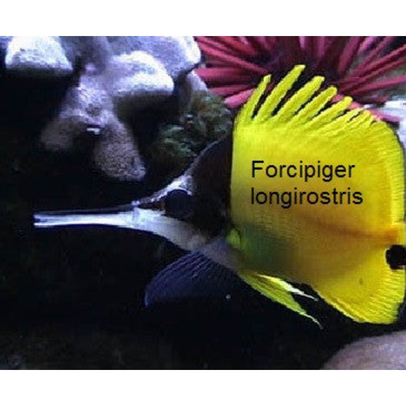Long Nose Butterfly  "Forcipiger longirostris"