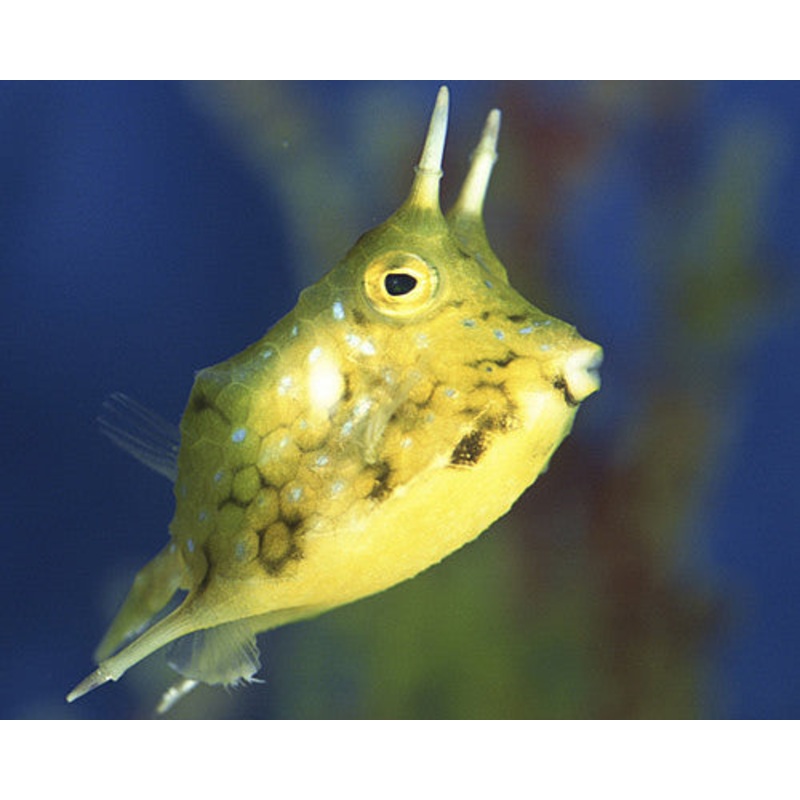 Longhorn Cowfish "Lactoria cornuta"