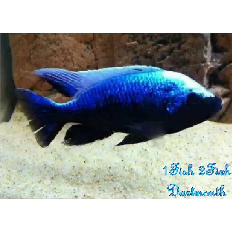 Mloto Ivory Head "Copadichromis mloto"