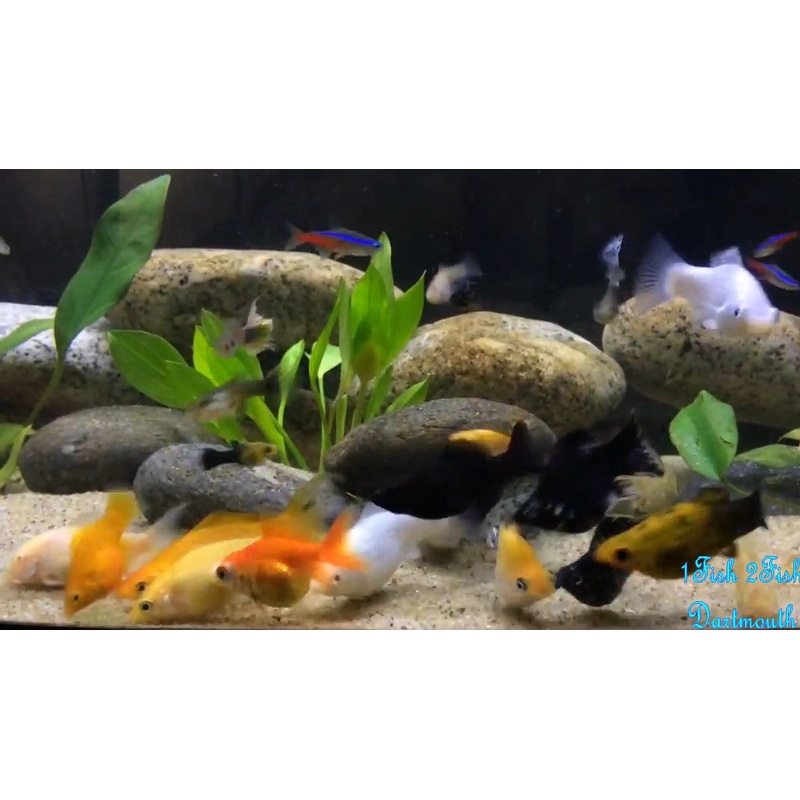 Molly Fish "Poecilia latipinna"
