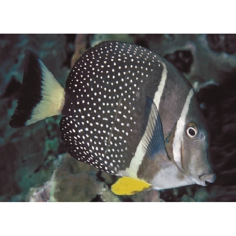 Mustard Guttatus Tang "Acanthurus guttatus"