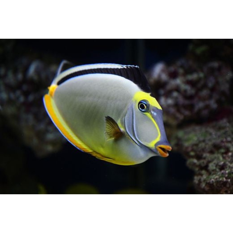 Naso Lipstick Tang "Naso lituratus"