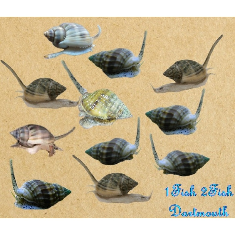 Nassarius Snails "Nassarius sp."