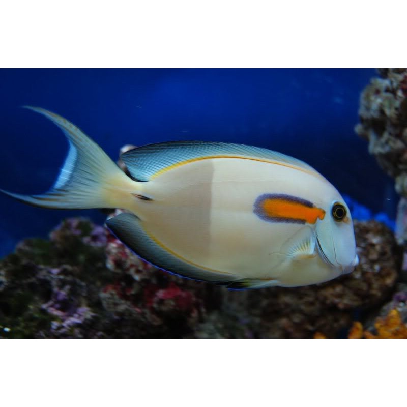 Orange Shoulder Tang "Acanthurus olivaceous"