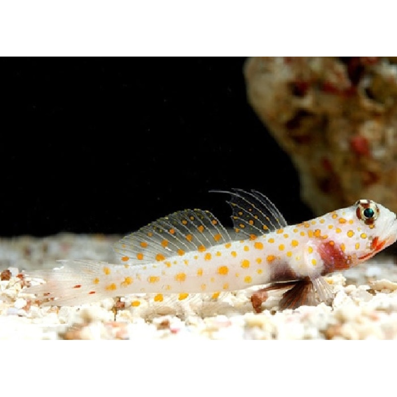Orange Spot Prawn Goby "Amblyeleotris guttata"