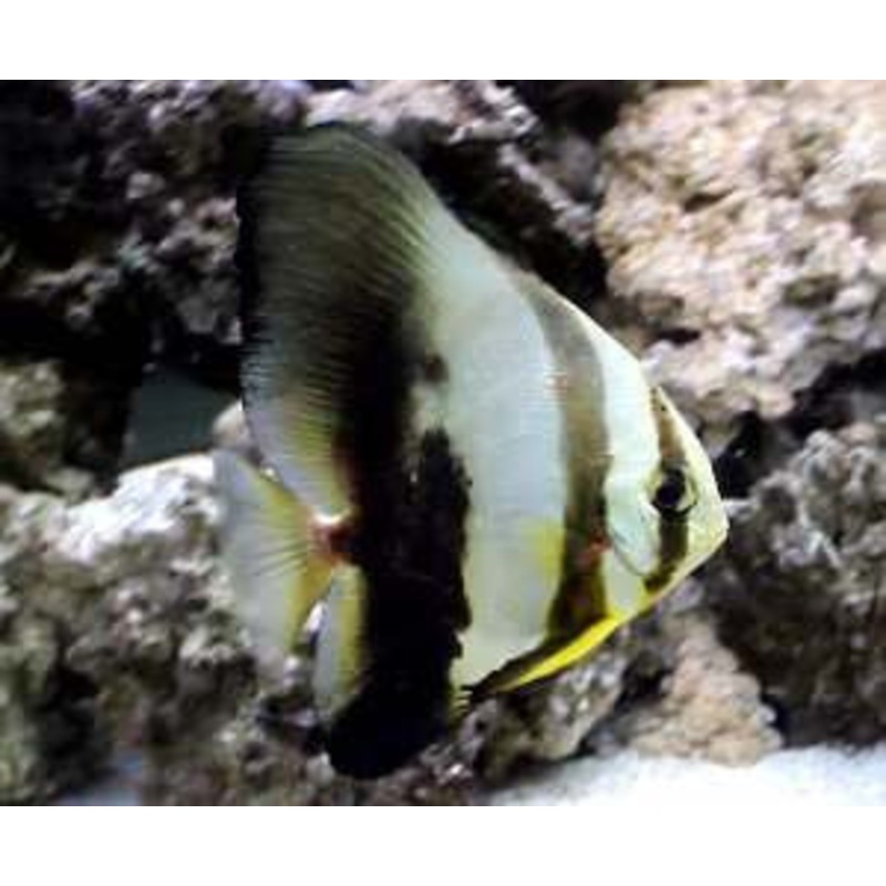 Orbicular Batfish "Platax orbicularis"