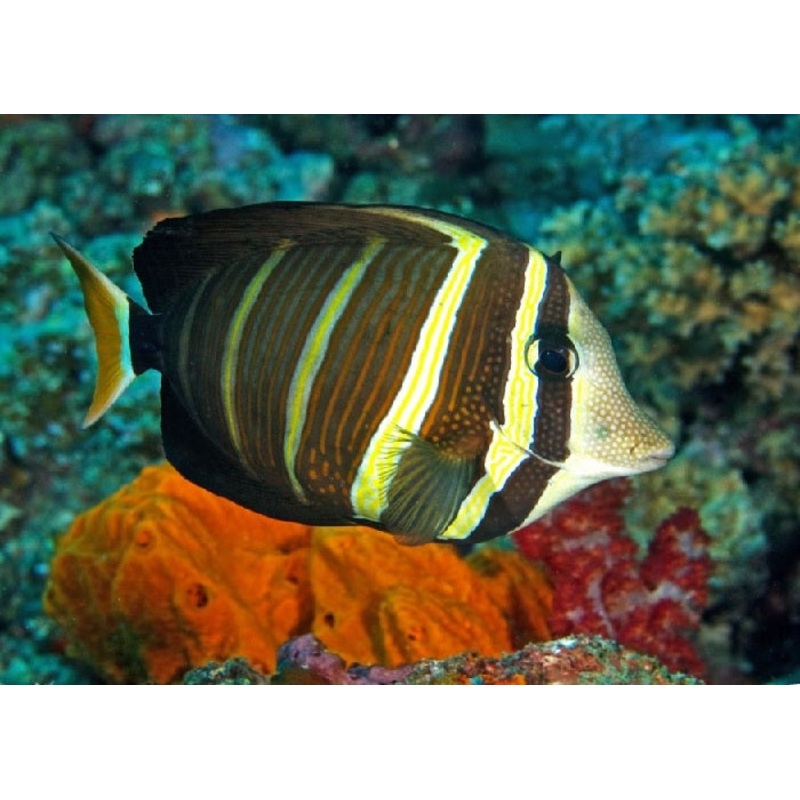 Pacific Sailfin Tang "Zebrasoma veliferum"