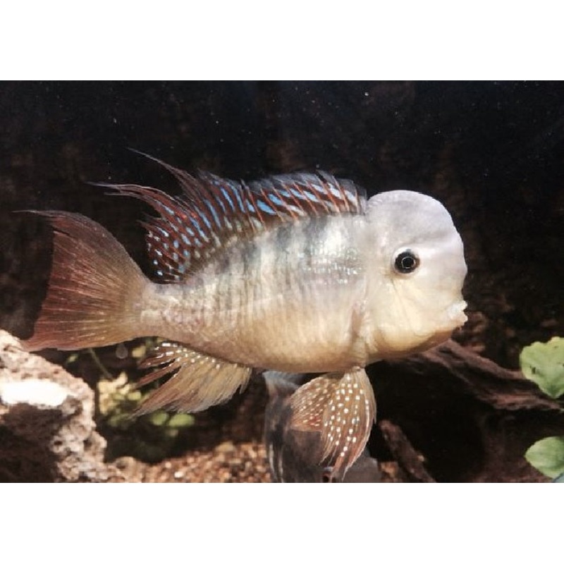 Paraguay Eartheater "Gymnogeophagus balzanii"- 2"