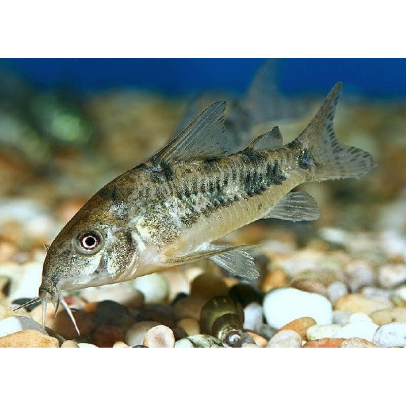 Peppered Cory Catfish "Corydoras paleatus"