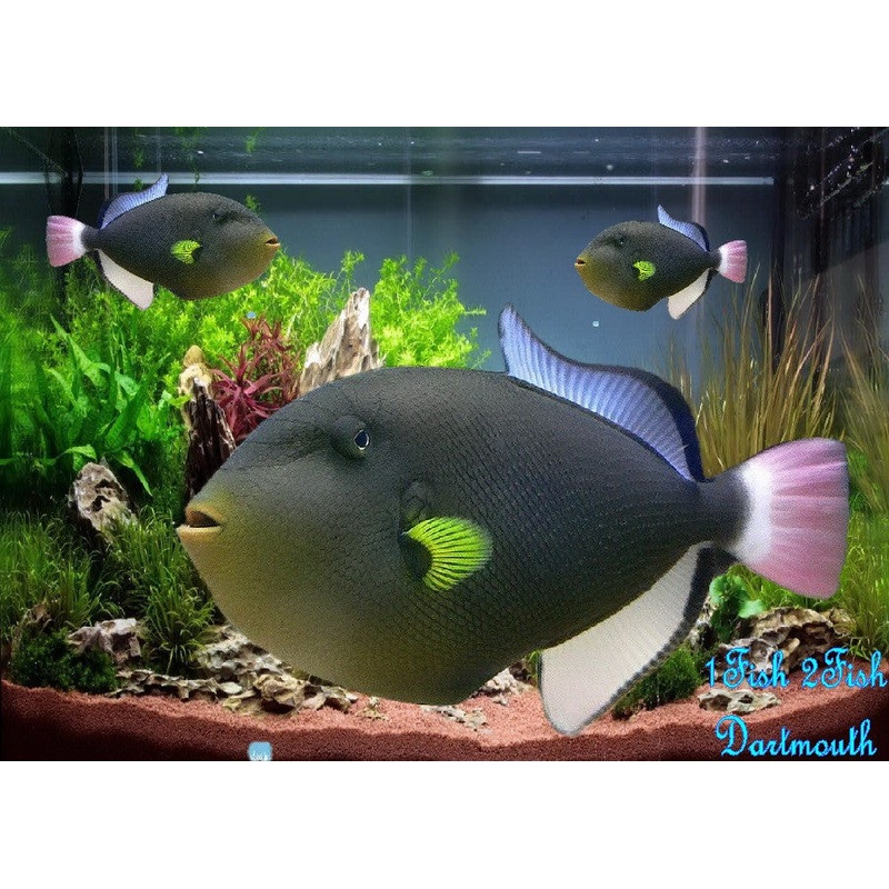 Pinktail Trigger "Melichthys vidua"