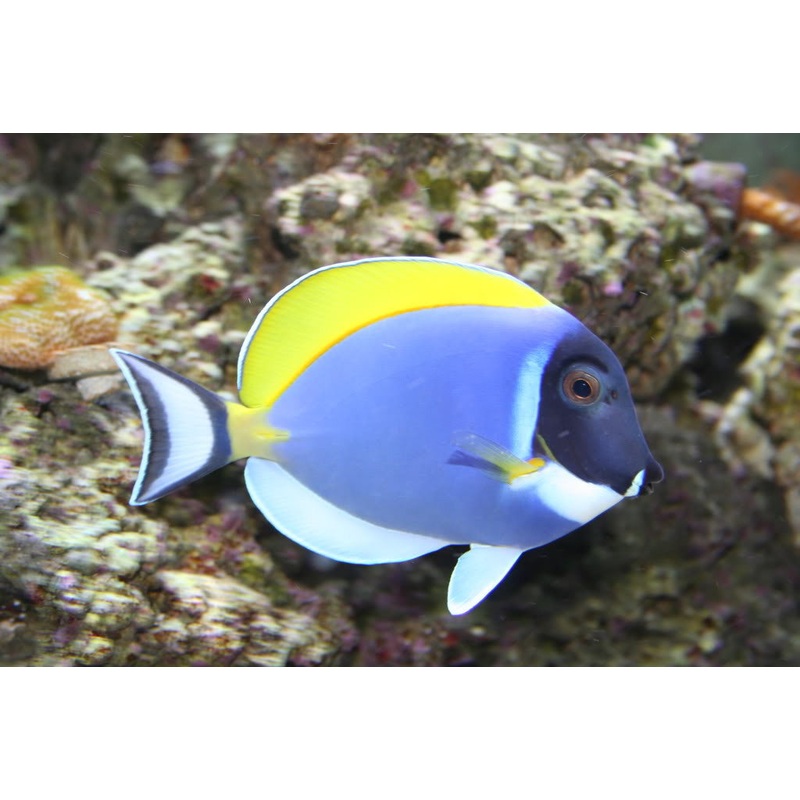 Powder Blue Tang "Acanthurus leucosternon"