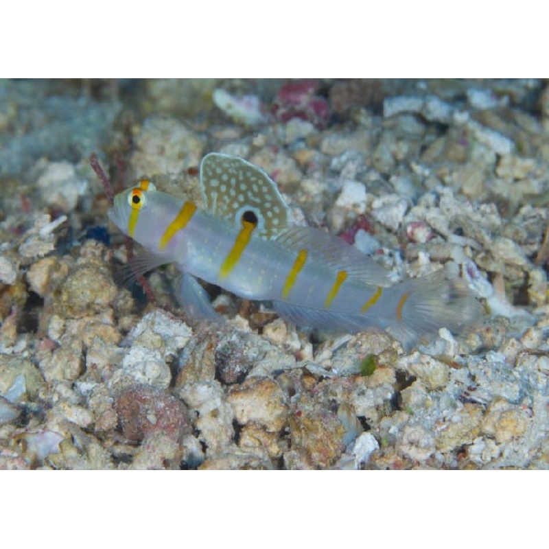 Randall's Goby "Amblyeleoptris randalli"