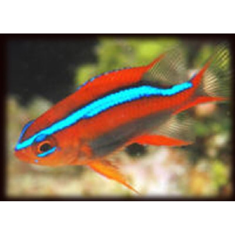 Red Chromis Damselfish "Neoglyphidodon crossi"
