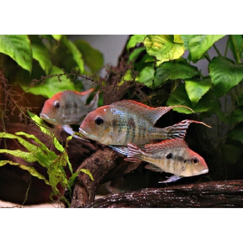 Red Head Tapajos "Geophagus sp."