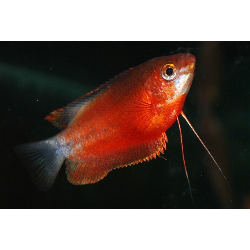 Red Honey Gourami "Colisa sota var"