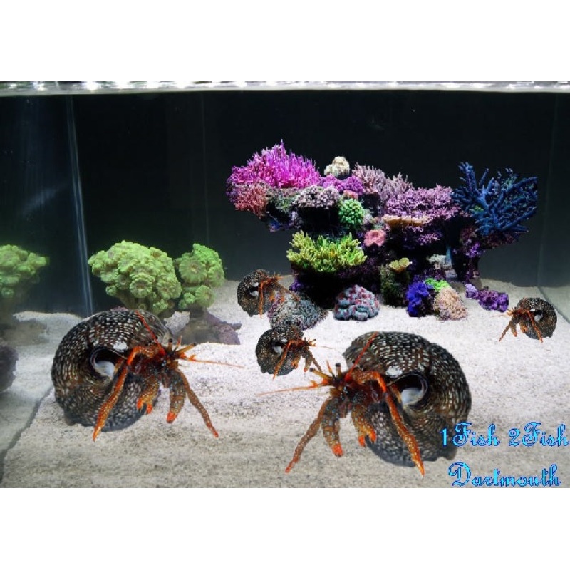 Red Tip Hermit Crab "Clibanarius sp."