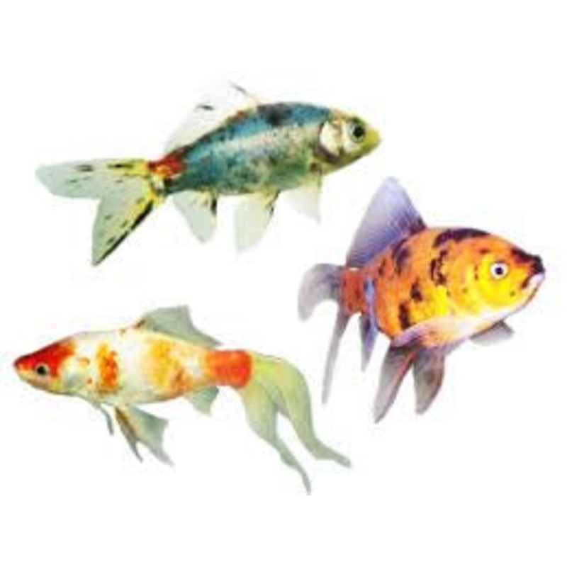 Red & White Shubunkin Goldfish "Carassius auratus"