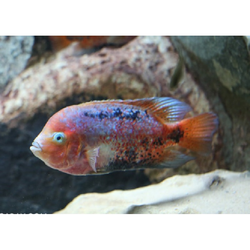 Redhead Cichlid "Vieja synspilum"