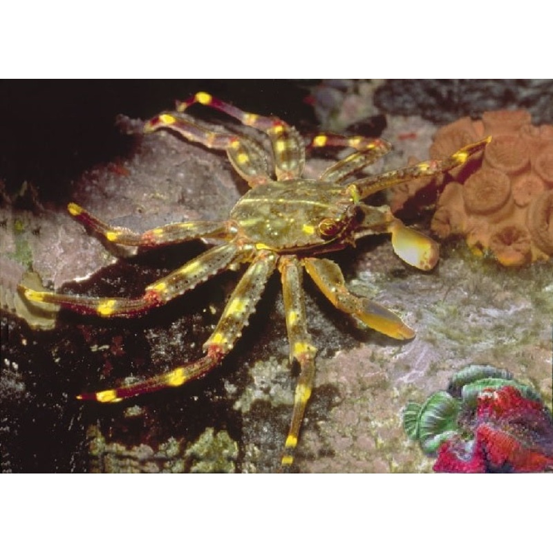 Sally Lightfoot Crab "Percnon gibbesi"