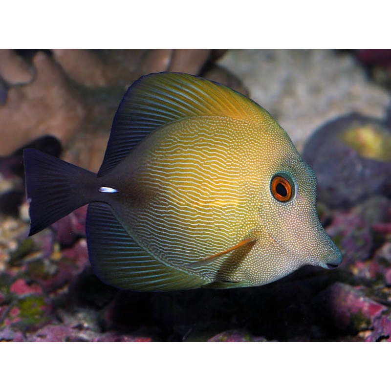 Scopas Tang "Zebrasoma scopas"