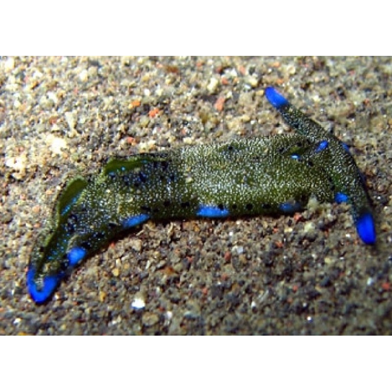 Sea Slug "Plakobranchus ocellata"