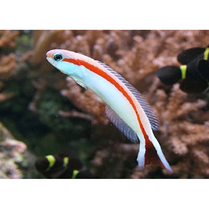 Skunk Tilefish Goby "Hoplolatilus marcosi"