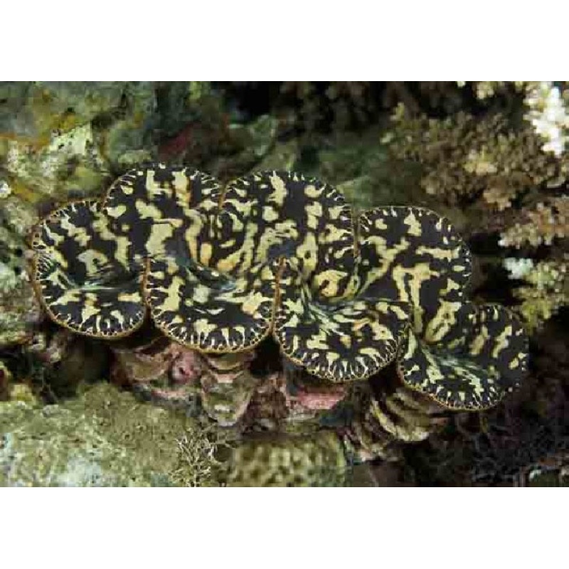 Squomosa Clam "Tridacna squamosa"