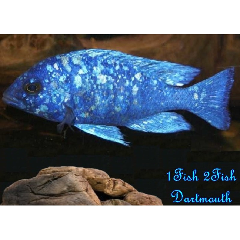 Star Sapphire Cichlid "Placidochromis sp. "