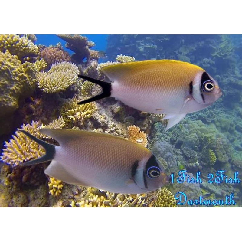 Swallowtail Angelfish "Genicanthus semifasciatus"
