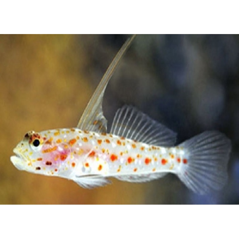 Tangaroa Goby "Ctenogobiops tangaroai"