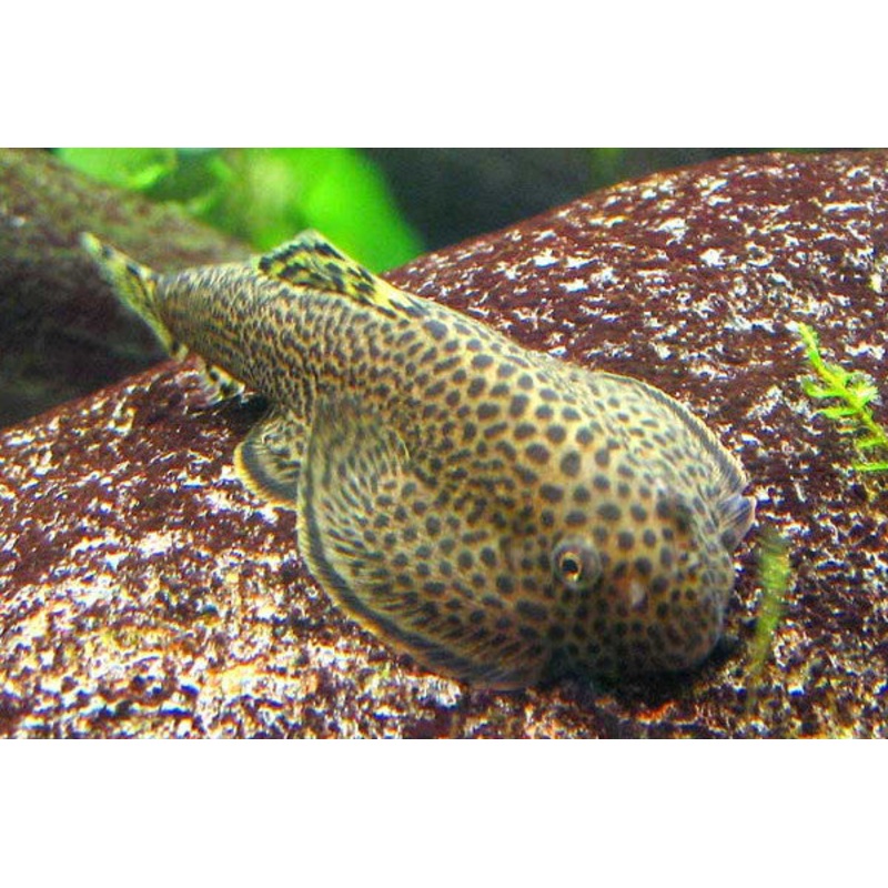 Tiger Hillstream Loach "Sewellia lineolata"