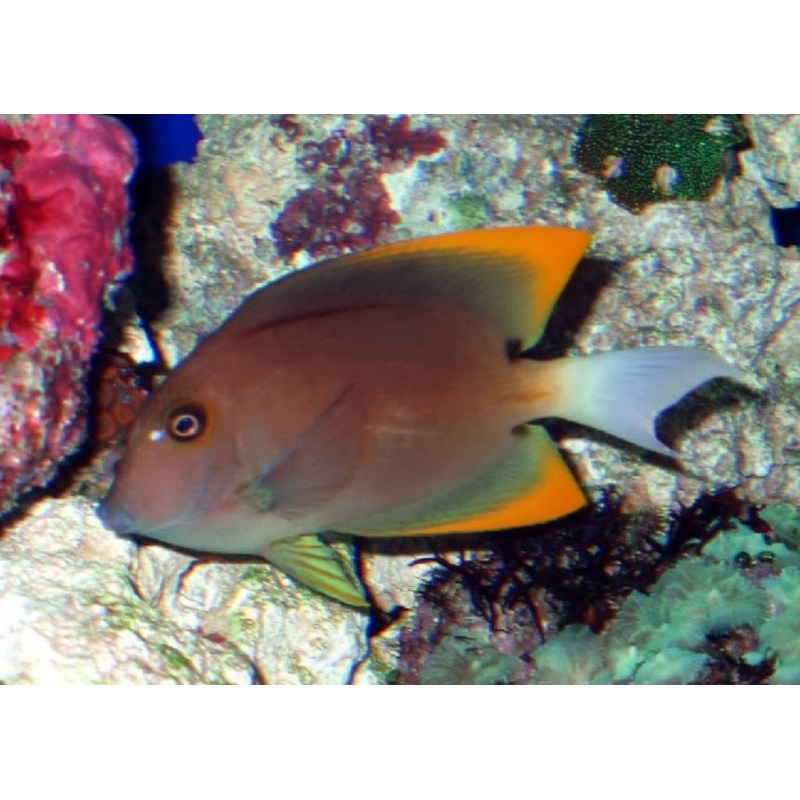 Tomini Tang "Ctenochaetus tominiensis"