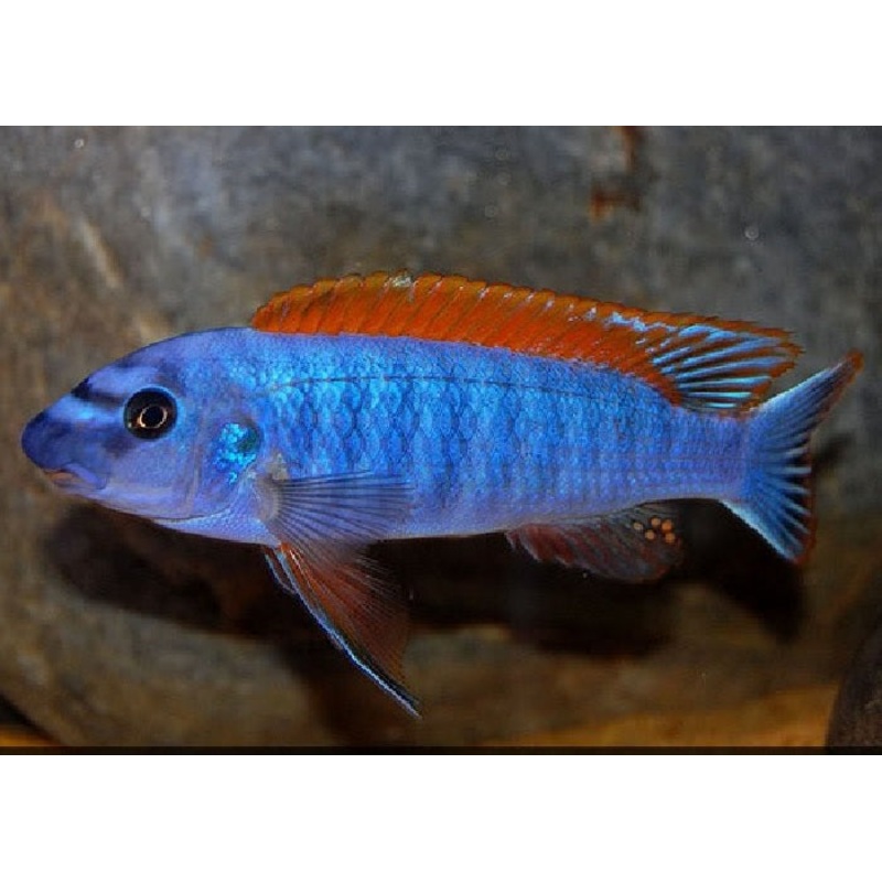 Trewavas Red-Finned Cichlid "Labeotropheus trewavasae"