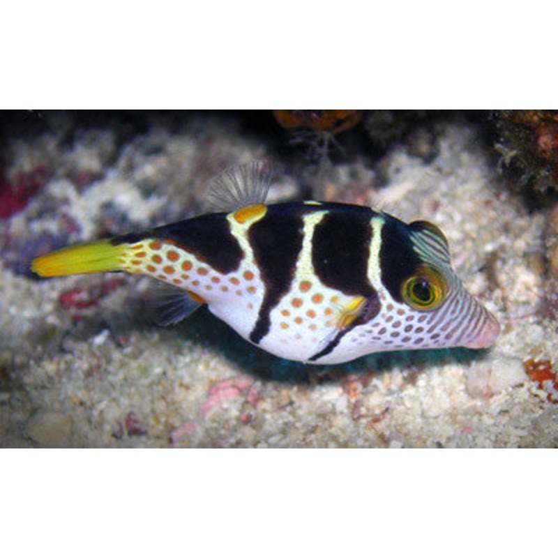 Valentini Puffer "Canthigaster valentini"