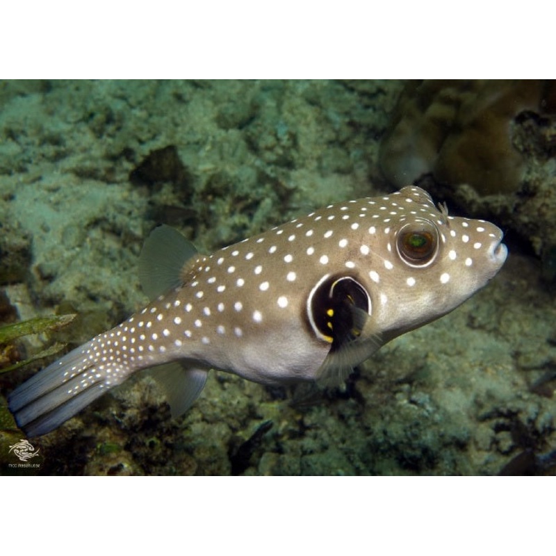 White Spotted Puffer "Arothron hispidus"
