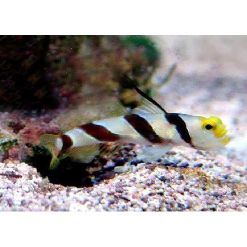 Yellow Rose Goby "Stonogobiops nematodes"