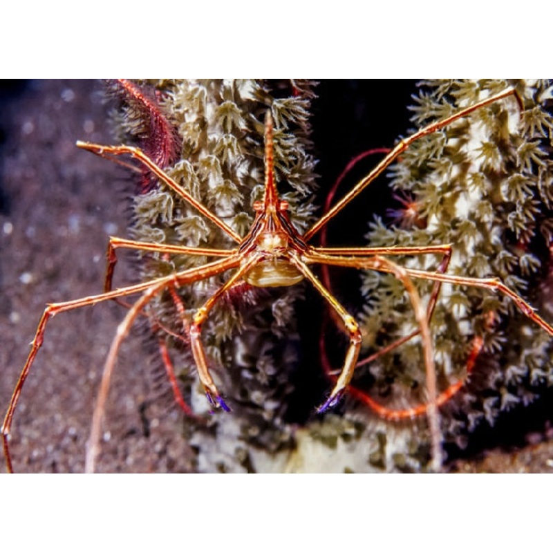 Yellowline Arrow Crab "Stenorhynchus seticornis"
