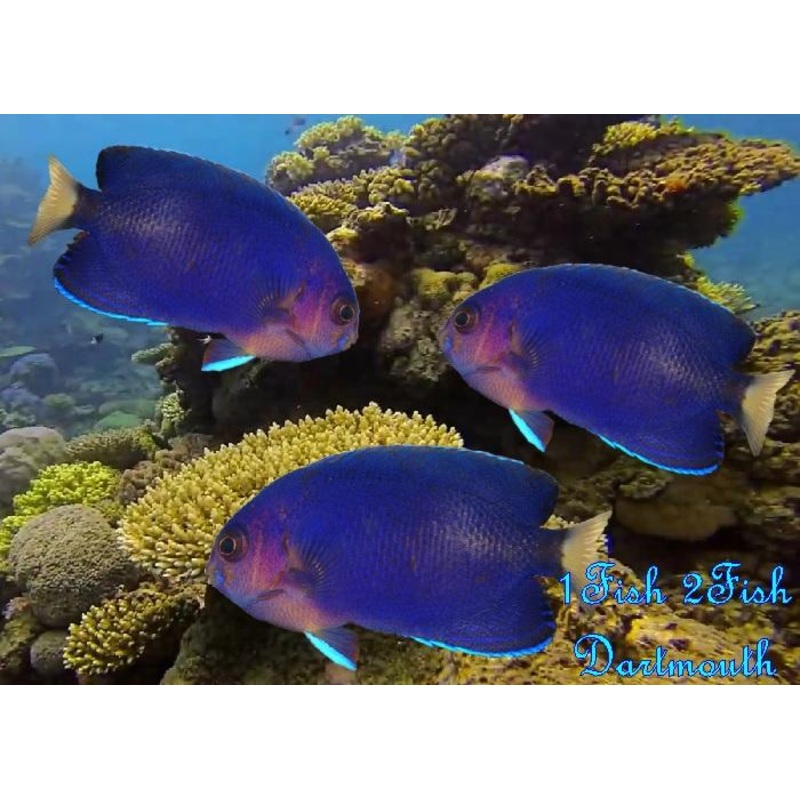 Yellowtail Pygmy Angelfish "Centropyge flavicauda"