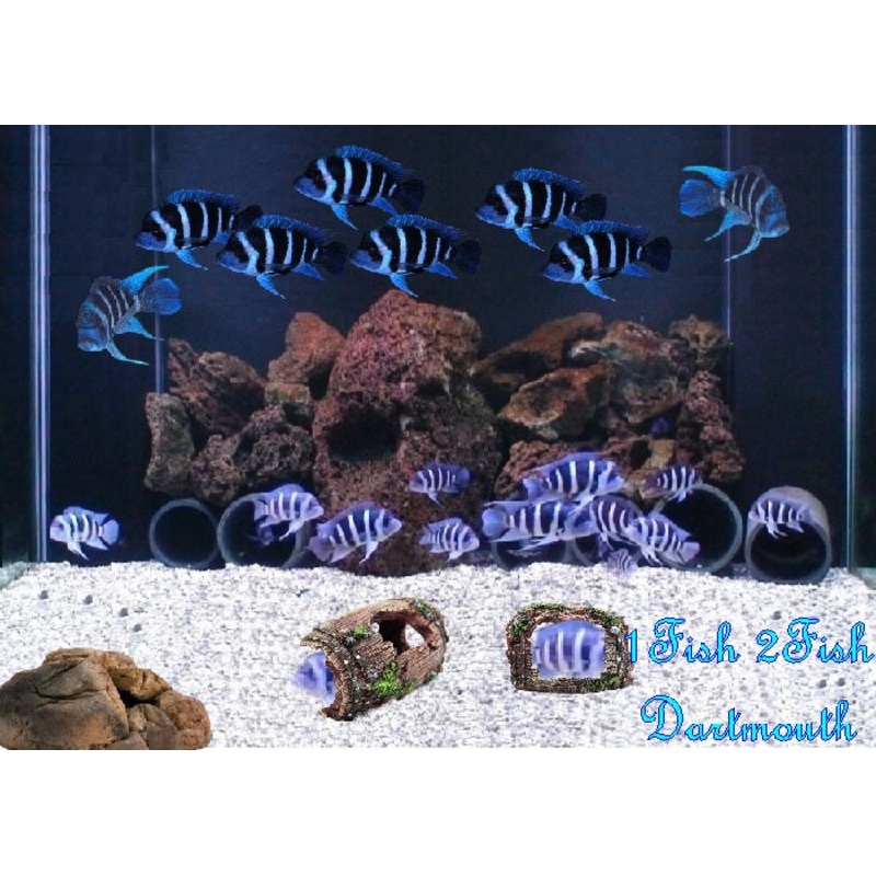 Zaire Blue Frontosa Cichlid "Cyphotilapia gibberosa" Kapampa