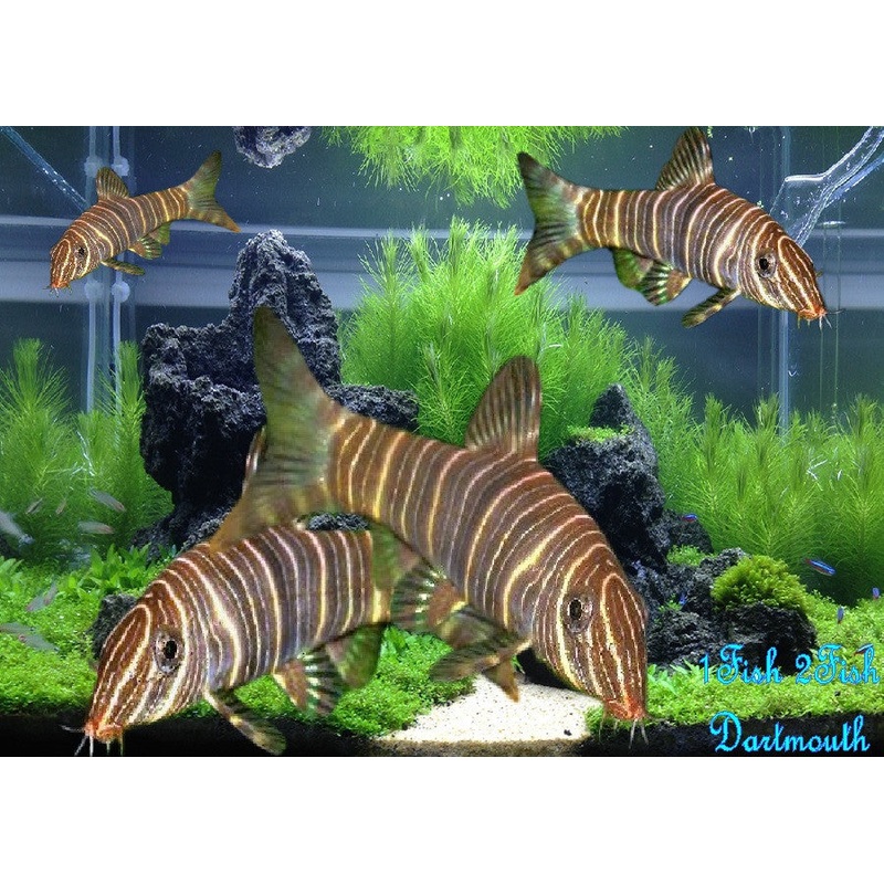 Zebra Loach "Botia striata"