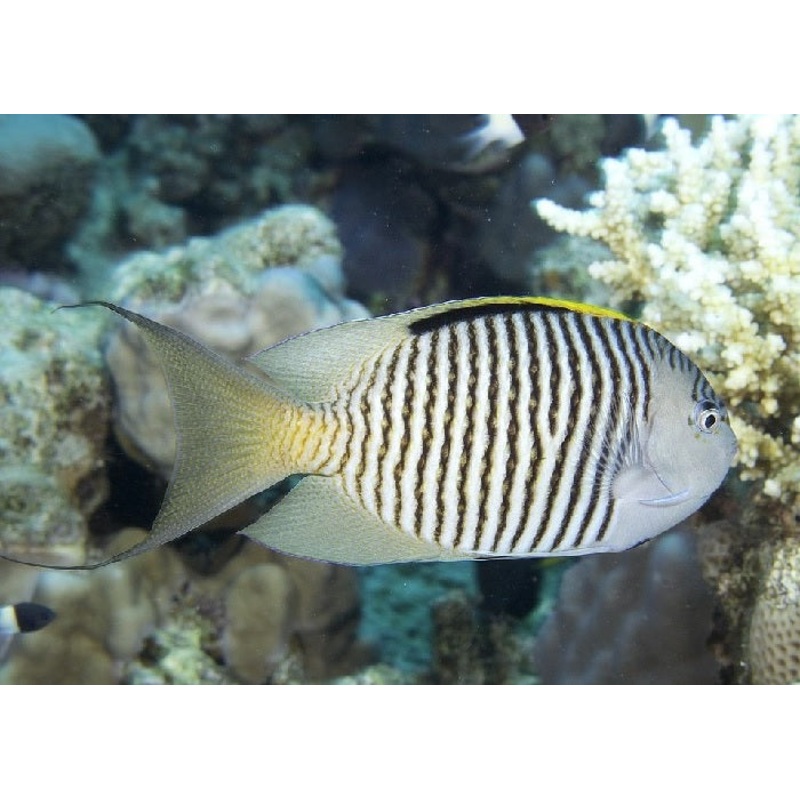Zebra Swallowtail Angelfish "Genicanthus melanospilos"